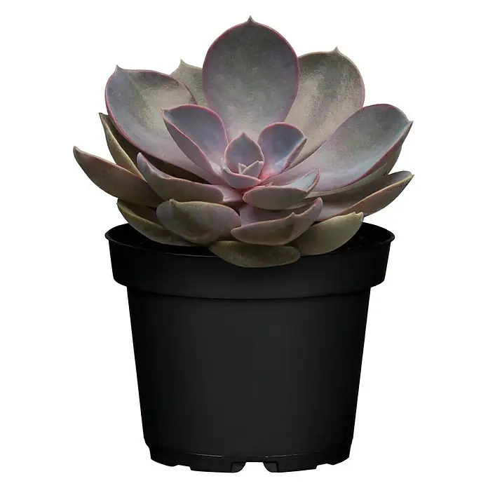 Piardino Echeverie - Echeveria Purple Pearl, Topfgröße: 12 cm, Blattfarbe: Violett - Vorderansicht