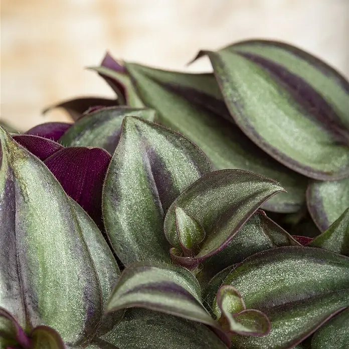 Piardino Zebrakraut - Tradescantia zebrina, Topfgröße: 12 cm, Blattfarbe: Grün/Weiß - Detailaufnahme
