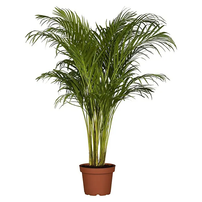 Piardino Goldfruchtpalme - Dypsis lutescens, Topfgröße: 21 cm, Blattfarbe: Grün - Vorderansicht