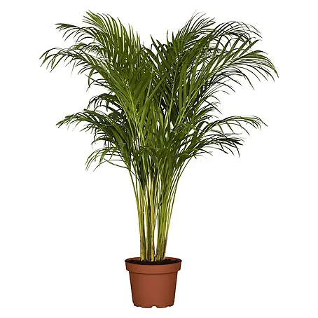 Piardino  Goldfruchtpalme