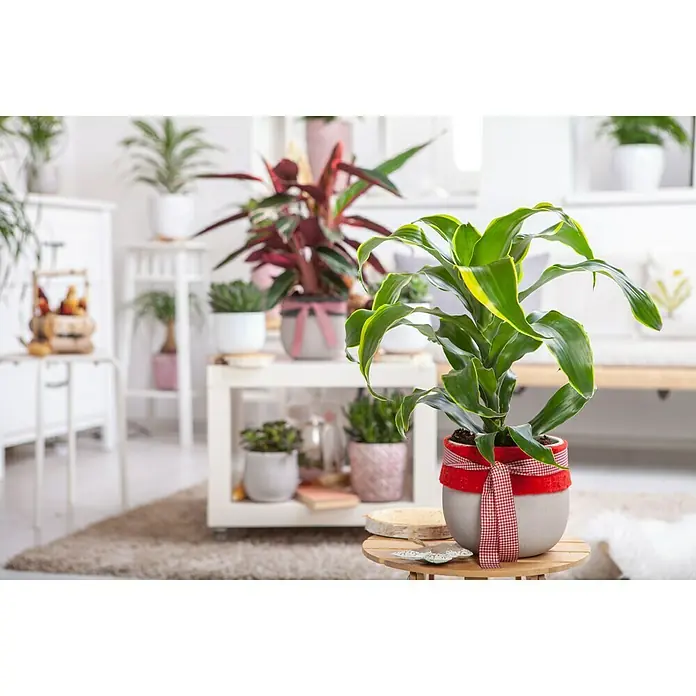 Piardino Drachenbaum - Dracaena fragrans Dorado, Topfgröße: 17 cm, Blattfarbe: Gelb/Grün - Stimmungsaufnahme