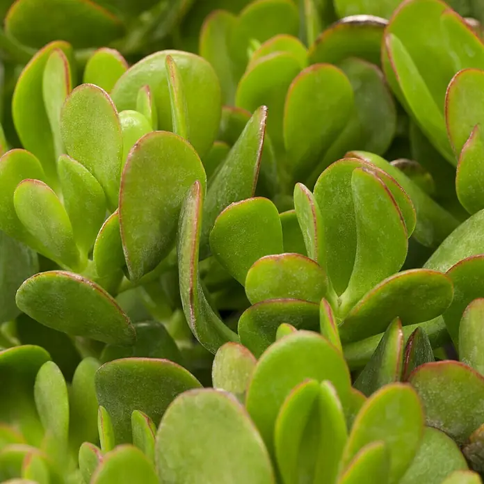 Piardino Geldbaum - Crassula undiatiflora Minor, Topfgröße: 12 cm, Blattfarbe: Grün - Detailaufnahme