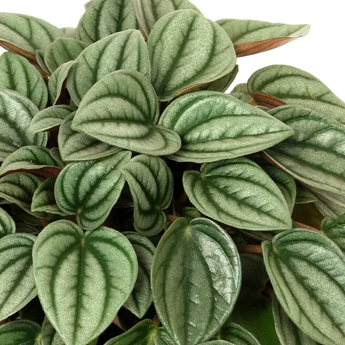 Piardino Zwergpfeffer - Peperomia caperata Napoli Nights, Topfgröße: 12 cm, Blattfarbe: Dunkelgrün - Detailaufnahme