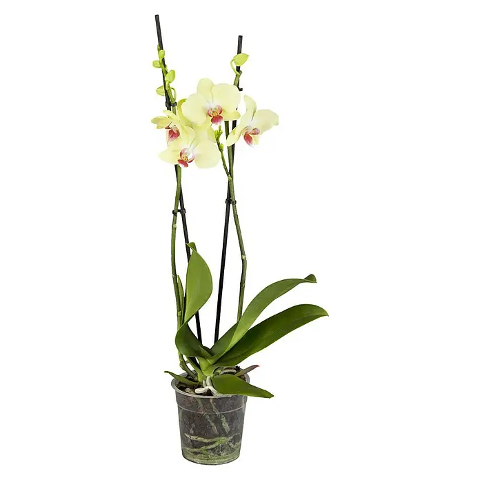 Piardino Schmetterlingsorchidee - Phalaenopsis x Hybrid Mandarin, Topfgröße: 12 cm, Blütenfarbe: Apricot, Anzahl Triebe: 2 Stk., Wuchsform: Aufrecht - Vorderansicht