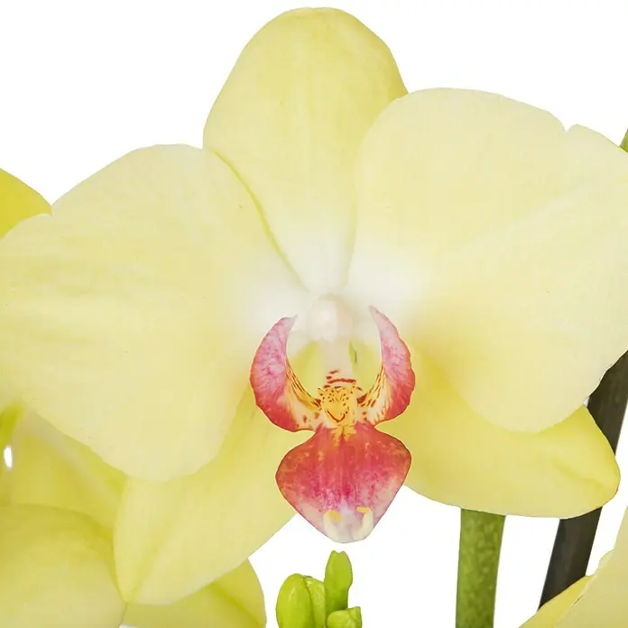 Piardino Schmetterlingsorchidee - Phalaenopsis x Hybrid Mandarin, Topfgröße: 12 cm, Blütenfarbe: Apricot, Anzahl Triebe: 2 Stk., Wuchsform: Aufrecht - Detailaufnahme