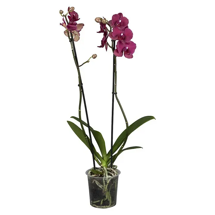 Piardino Schmetterlingsorchidee - Phalaenopsis x Hybrid Rubina, Topfgröße: 12 cm, Blütenfarbe: Purpurrot, Wuchsform: Aufrecht - Vorderansicht