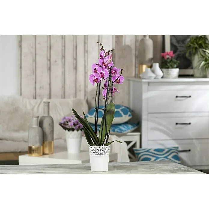 Piardino Schmetterlingsorchidee - Phalaenopsis x Hybrid Rubina, Topfgröße: 12 cm, Blütenfarbe: Purpurrot, Wuchsform: Aufrecht - Stimmungsaufnahme