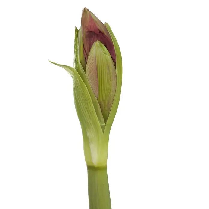 Piardino Amaryllis Waxz® Rembrandt - Hippeastrum x Hybrid, Blütenfarbe: Rot, Gold/Braun/Weiß - Detailaufnahme