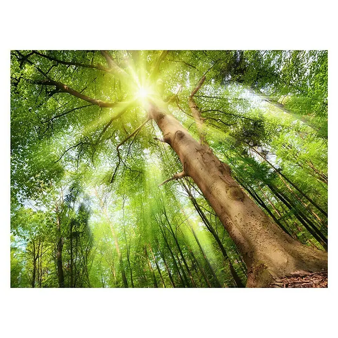 ProArt Leinwandbild - Towards The Sun, B x H: 80 x 60 cm - Vorderansicht