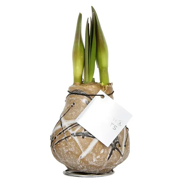Piardino Amaryllis Waxz® Rembrandt - Hippeastrum x Hybrid, Blütenfarbe: Rot, Gold/Braun/Weiß - Vorderansicht