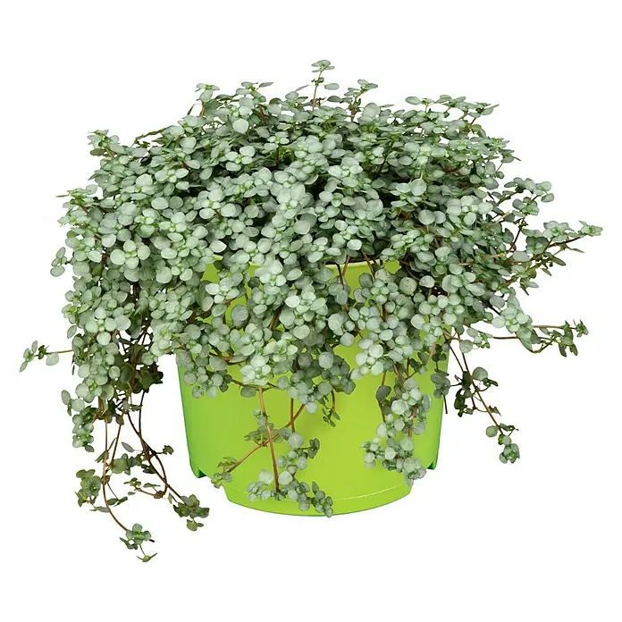Piardino Kanonierblume - Pilea glauca, Topfgröße: 12 cm, Blattfarbe: Grün/Grau - Vorderansicht