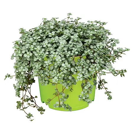 Piardino  Kanonierblume