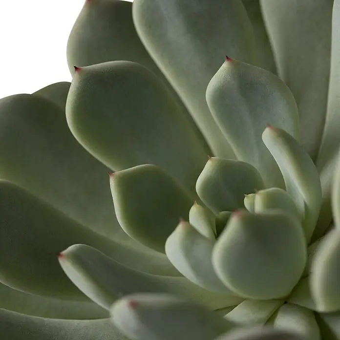 Piardino Echeverie - Echeveria agavoides Miranda, Topfgröße: 12 cm, Blattfarbe: Dunkelgrün - Detailaufnahme
