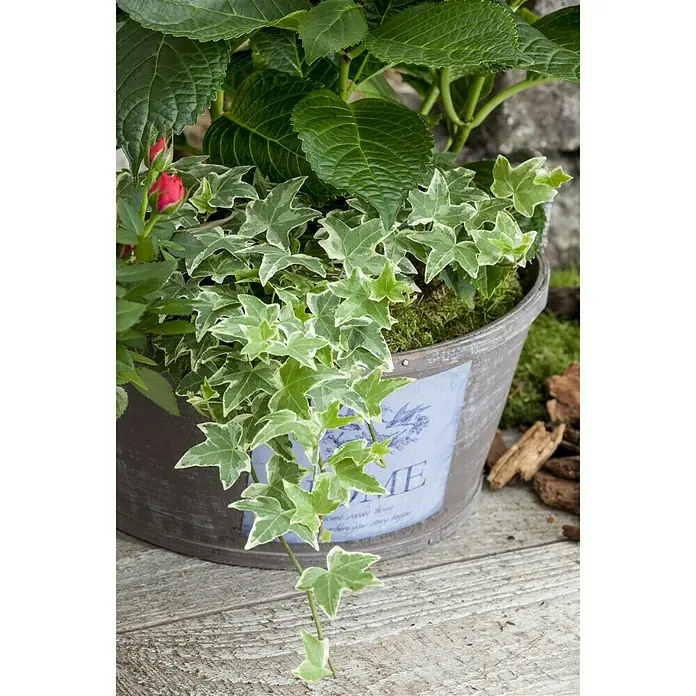 Piardino Efeu - Hedera helix, Topfgröße: 13 cm, Gelb/Grün - Detailaufnahme