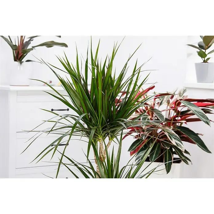 Piardino Drachenbaum - Dracaena marginata, Topfgröße: 24 cm, Blattfarbe: Grün - Detailaufnahme