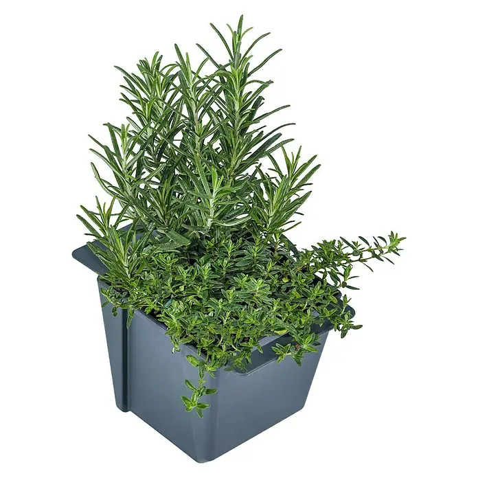 Geli Umetak za kutiju za biljke Easy - Vanjska dimenzija (D x Š x V): 10 x 10 x 10 cm, Plastika, Antracit