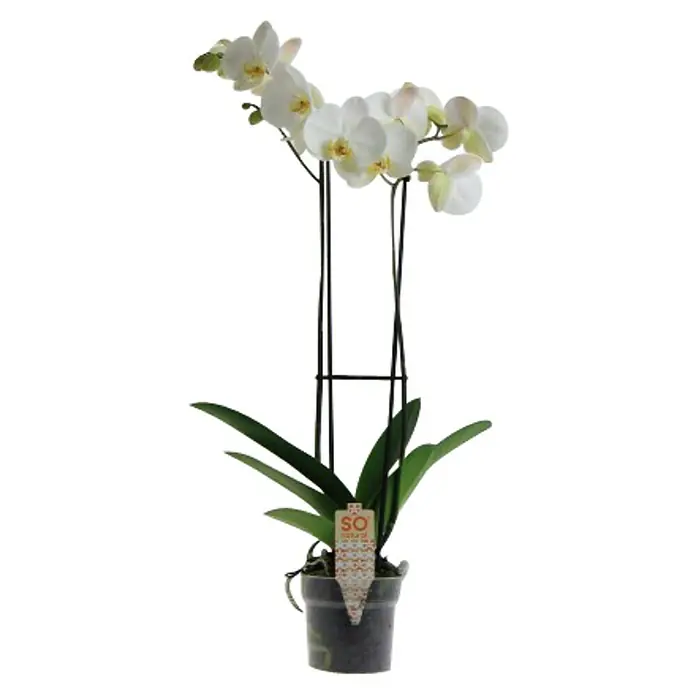 Piardino Orquídea mariposa - Phalaenopsis hyb., Tamaño de maceta: 14 cm, Blanco, En posición vertical