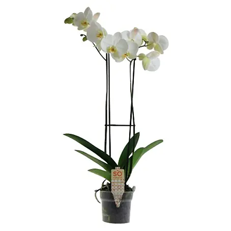 Piardino  Orquídea mariposa