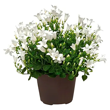Piardino  Glockenblume Get Mee