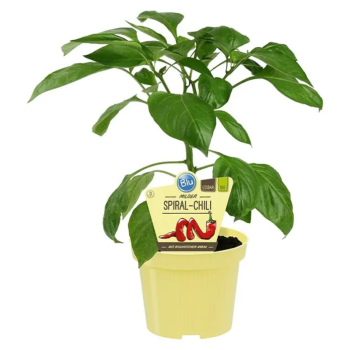 Blu Bio Chili Milder Spiral - Capsicum anuum, 12 cm, Erntezeit: August - Oktober - Vorderansicht