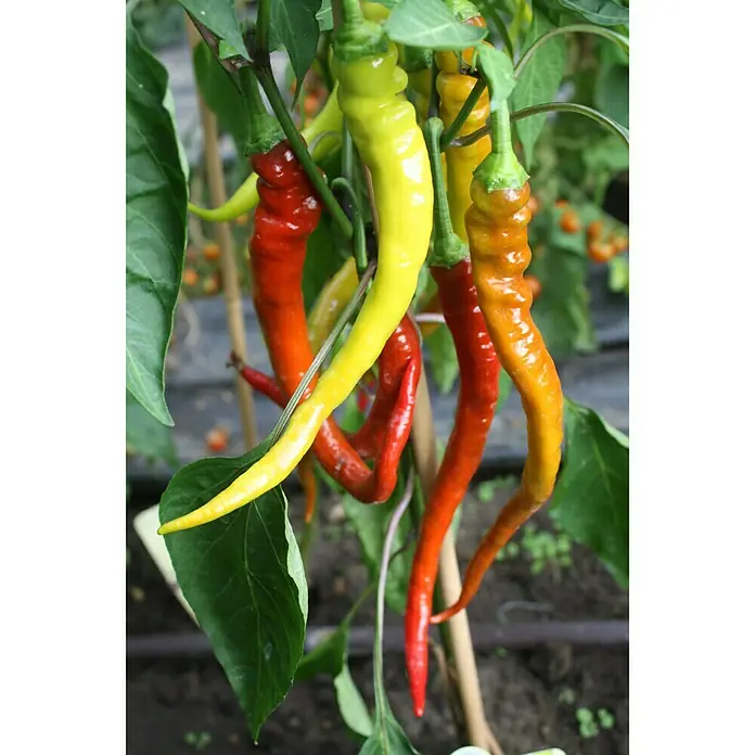 Blu Bio Chili Milder Spiral - Capsicum anuum, 12 cm, Erntezeit: August - Oktober - Detailaufnahme
