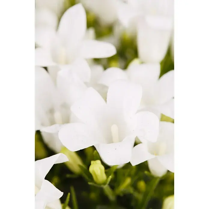 Piardino Glockenblume Get Mee - Campanula portenschlagiana, 11 cm, Weiß - Detailaufnahme
