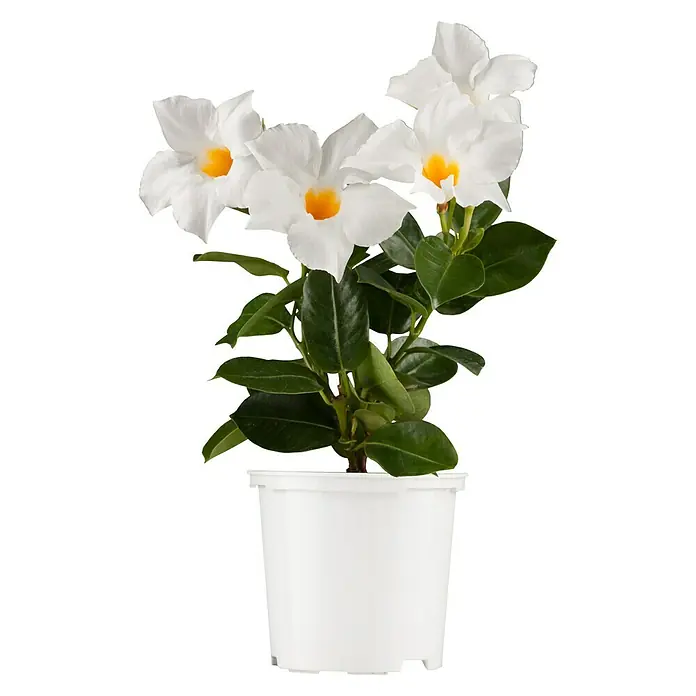 Piardino Dipladenia - Mandevilla sanderi, Rosa - Vorderansicht