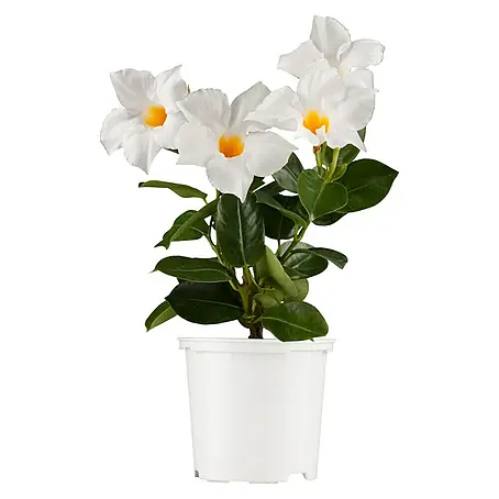 Piardino  Dipladenia