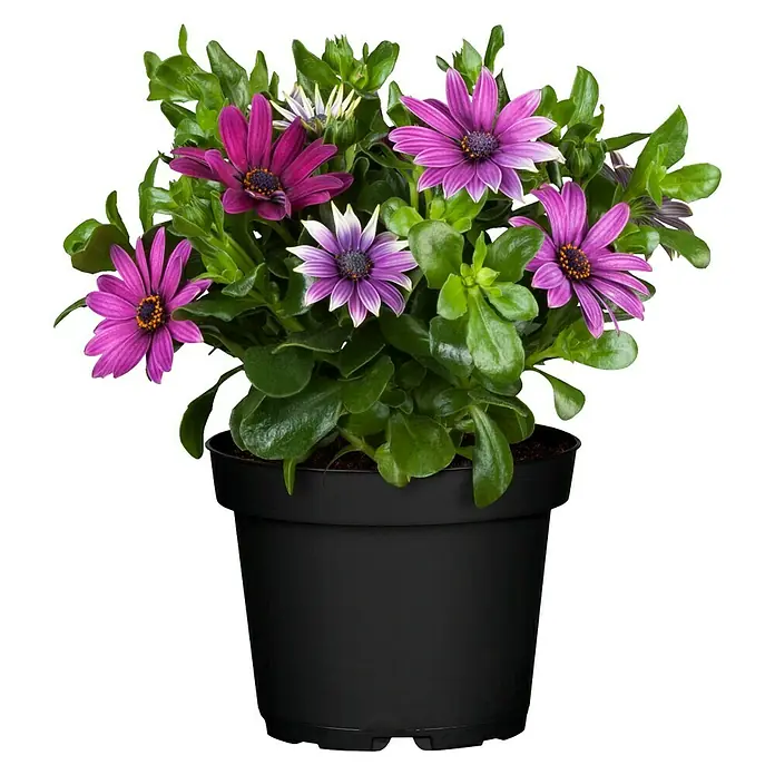 Osteospermum - Osteospermum, Tamaño de maceta: 12 cm, En función de la variedad - Vista frontal
