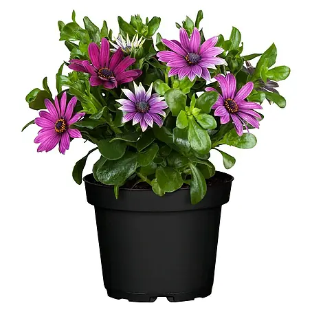 Osteospermum