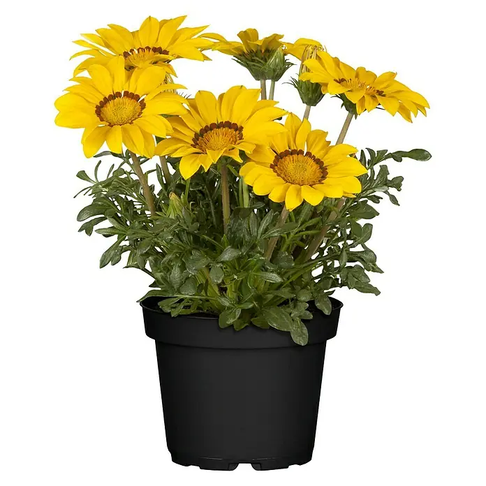 Piardino Gazania - Gazania Hybride, Topfgröße: 13 cm, Sortenabhängig - Vorderansicht