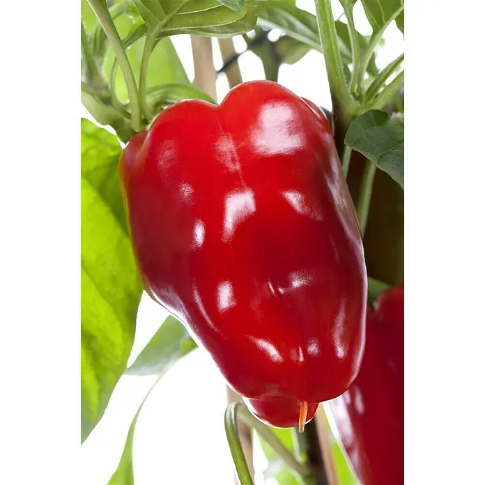Blu Bio Chili Bullhorn - Capsicum anuum, 12 cm, Erntezeit: August - Oktober - Detailaufnahme