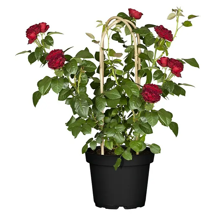 Piardino Topfrose - Rosa Hybride, Topfgröße: 22 cm, Sortenabhängig - Vorderansicht