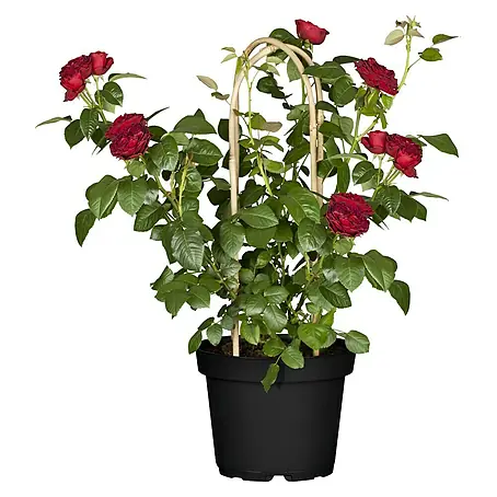 Piardino  Topfrose