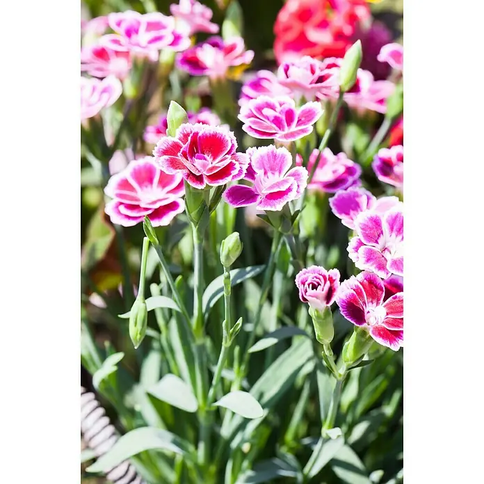 Piardino Gartennelke Pink Kisses - Dianthus caryophyllus, Topfgröße: 10 cm, Lila/Weiß - Detailaufnahme