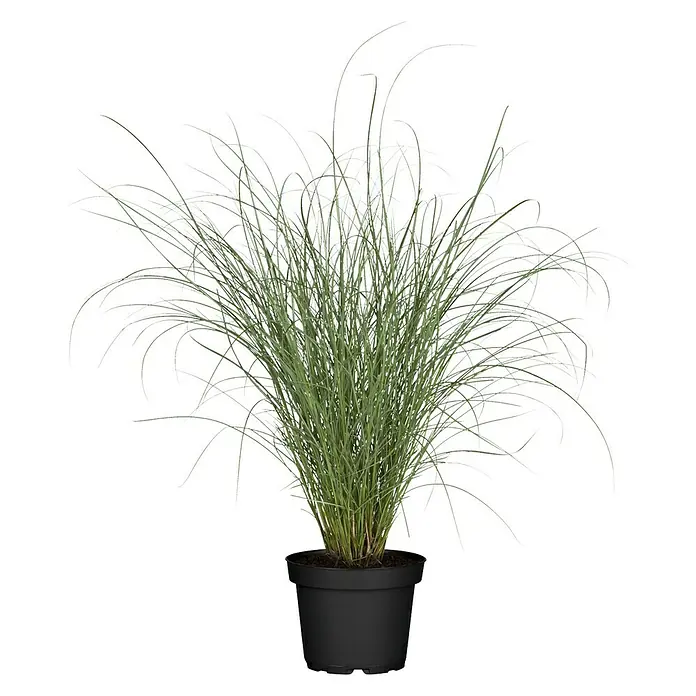 Piardino Ziergräser - Cortaderia, Topfvolumen: 5 l - Vorderansicht