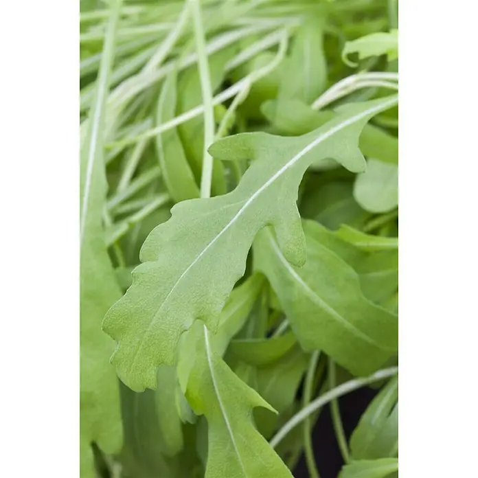 Piardino Bio Rucola Bio - Eruca sativa - Detailaufnahme