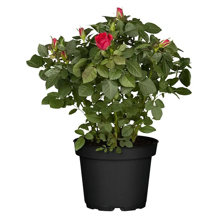 Piardino Topfrose Patio Hit - Rosa Hybride, Topfgröße: 13 cm, Blütenfarbe: Rot - Vorderansicht
