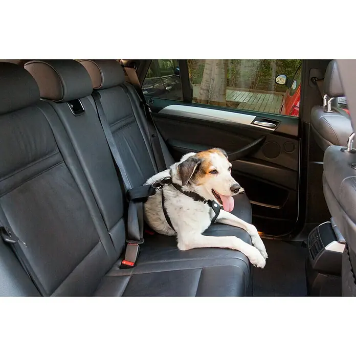 Correa para perros L - Negro