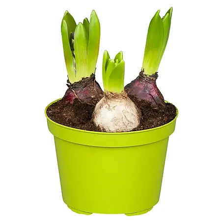 Piardino  Frühlingsblumenzwiebeln Trio