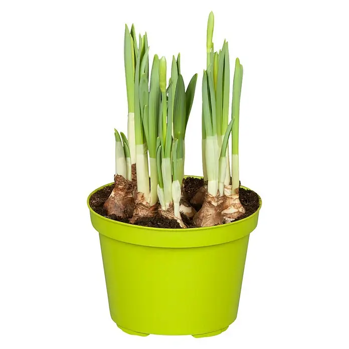 Piardino Frühlingsblumenzwiebeln - Narcissus pseudonarcissus - Vorderansicht