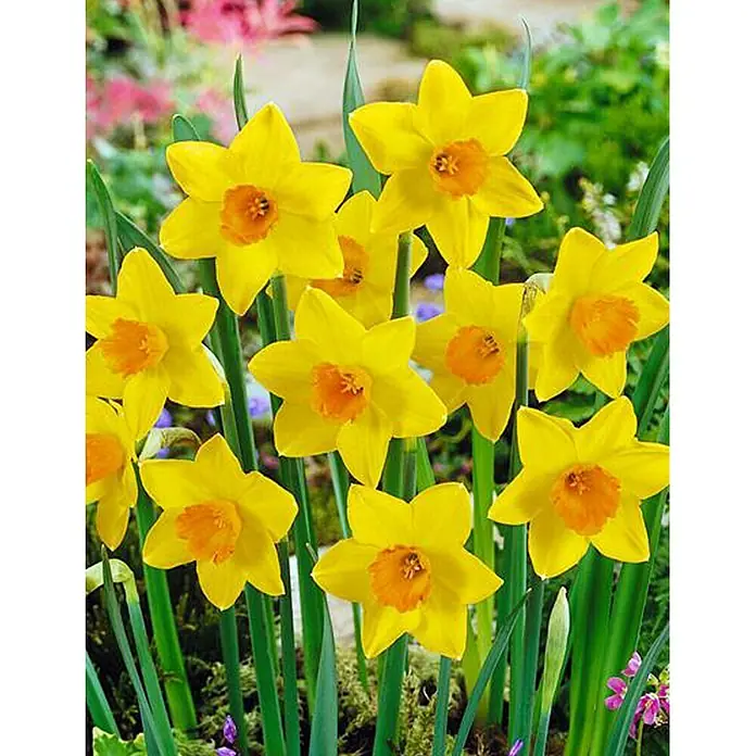 Piardino Frühlingsblumenzwiebeln 'Akita' - Narcissus Aktia - Detailaufnahme