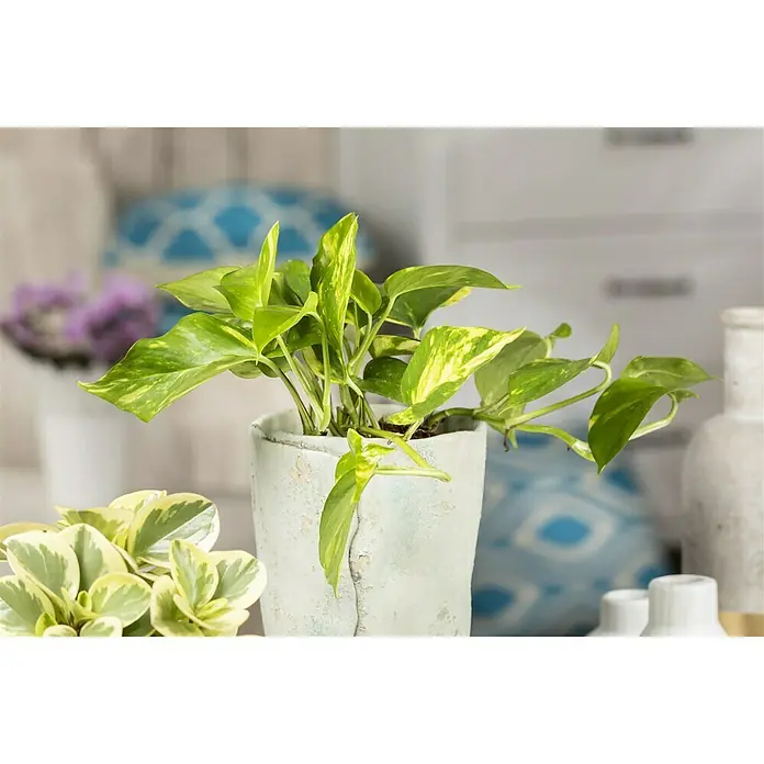 Piardino Efeutute - Epipremnum aureum, Topfgröße: 12 cm - Detailaufnahme