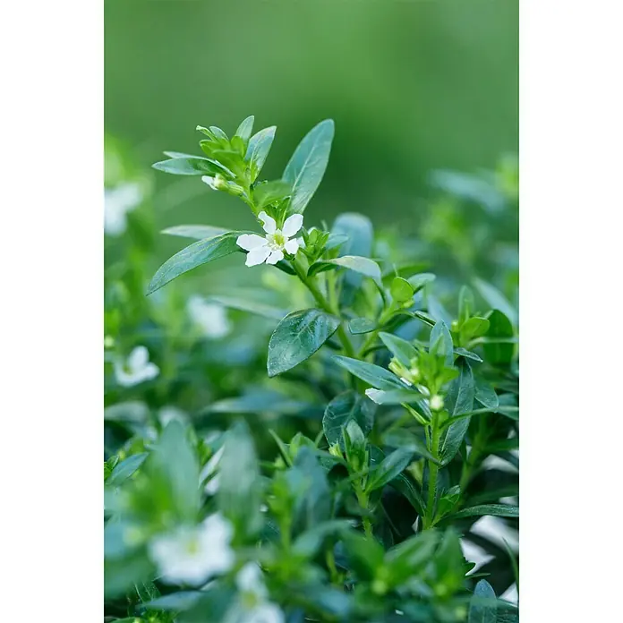 Piardino Köcherblume - Cuphea hyssopifolia, Topfgröße: 11 cm, Weiß - Detailaufnahme
