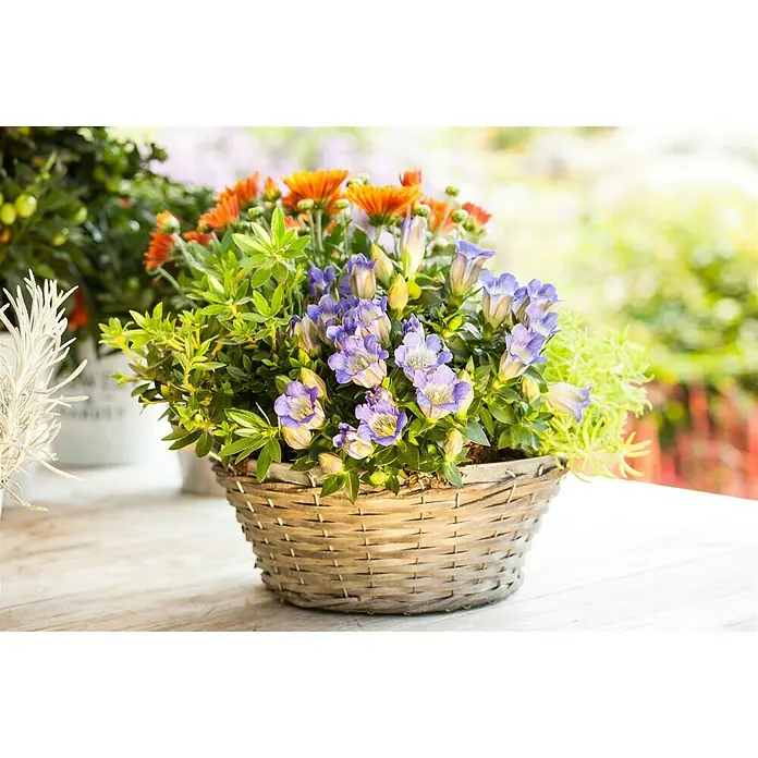 Piardino Rauer Enzian - Gentiana Scabra Shusui Blue, Topfgröße: 10 cm, Blau - Stimmungsaufnahme