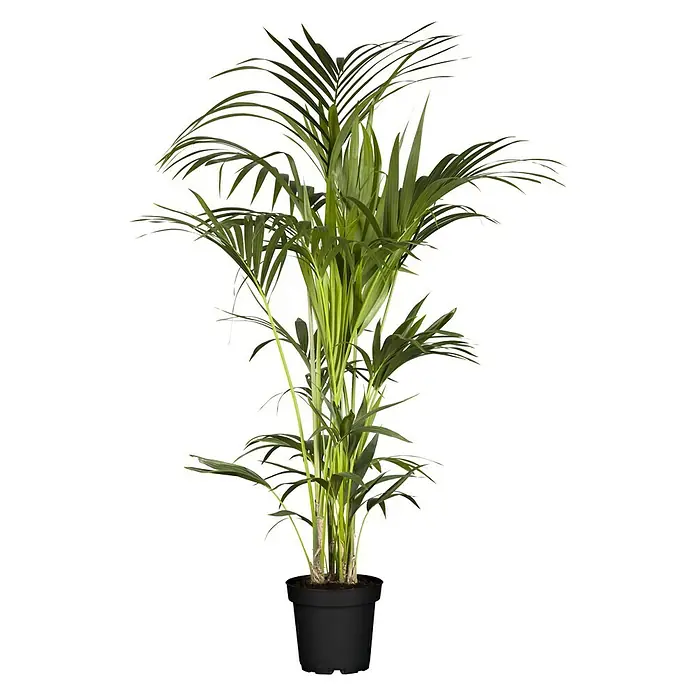 Piardino Kentiapalme 5 Pflanzen im Topf - Howea forsteriana, Topfgröße: 24 cm - Vorderansicht