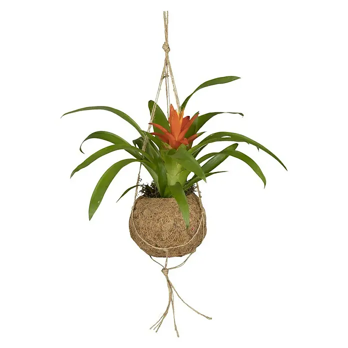 Piardino Bromelie in Kokodama - Bromelia, Topfgröße: 12 cm - Vorderansicht