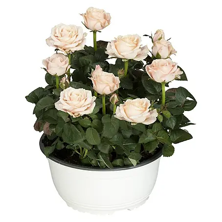 Piardino  Topfrose