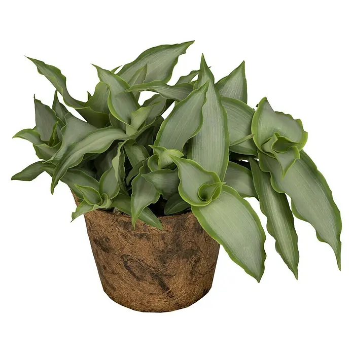 Piardino Peking-Gras - Murdannia loriformus 'Bright Stars', Topfgröße: 12 cm - Vorderansicht