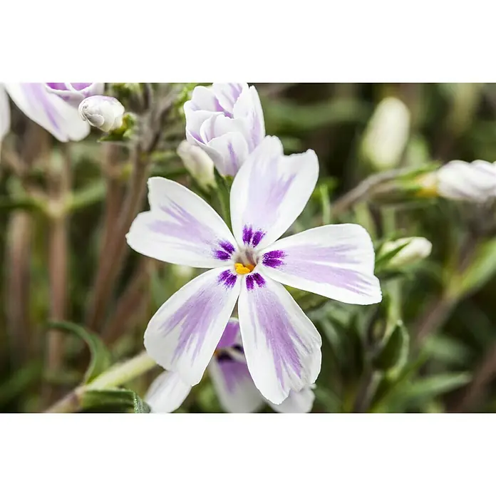 Piardino Staude Polster-Flammenblume - Phlox subulata, Topfgröße: 13 cm, Rot/Rosa/Weiß - Detailaufnahme